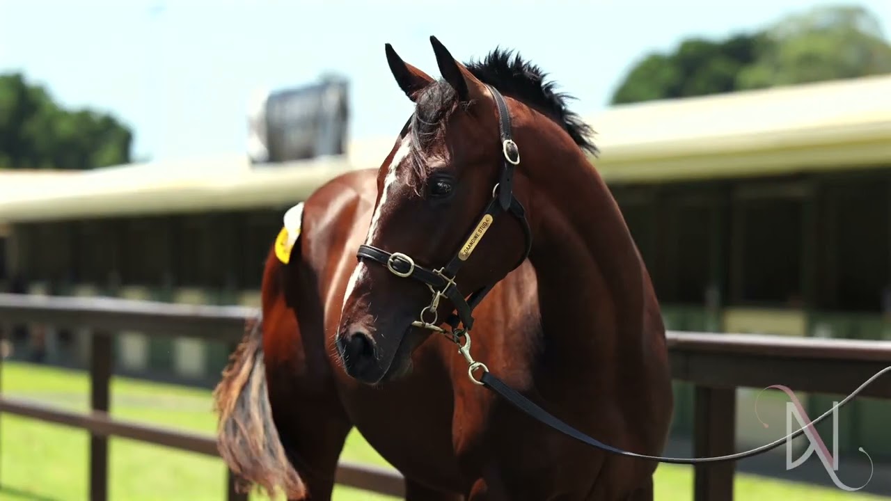 Lot 216 Top Ranked x Diddles colt
