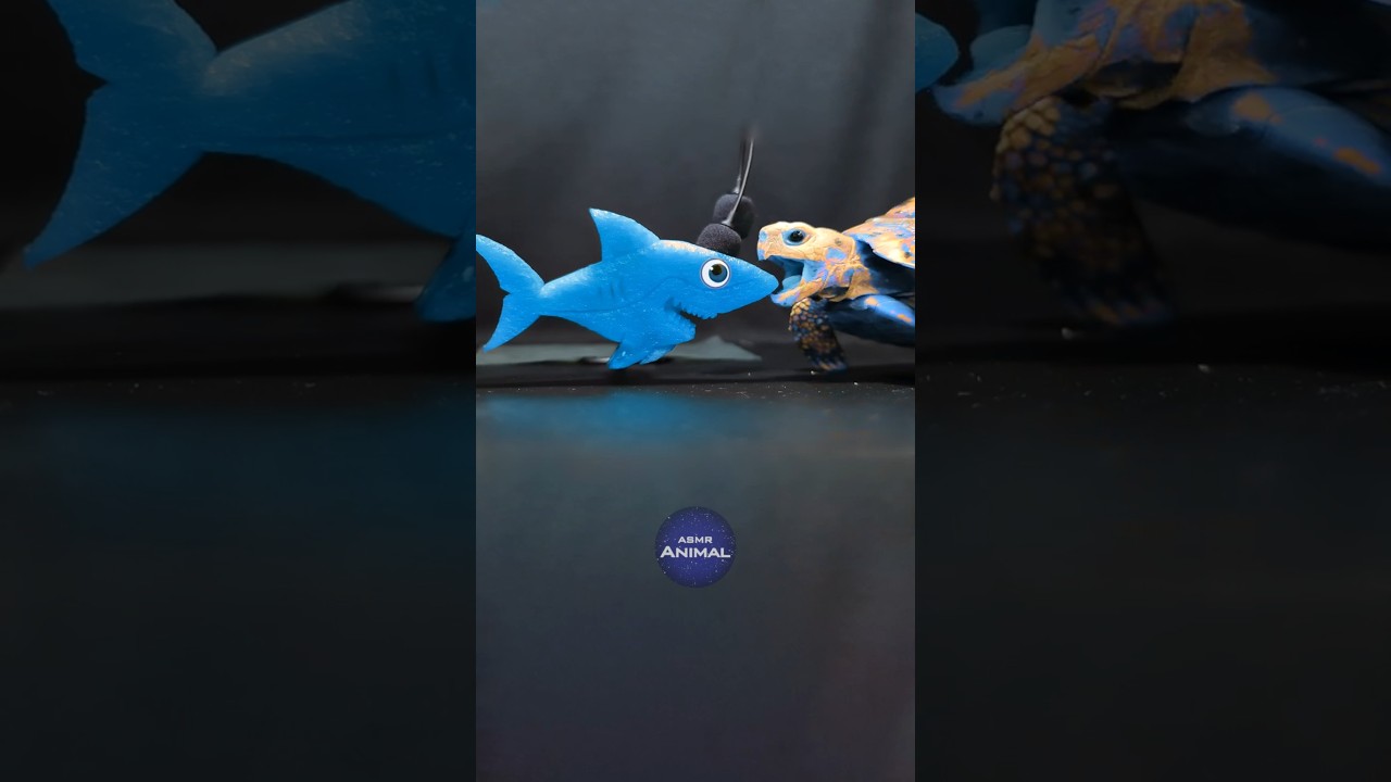 Baby Shark ASMR Mukbang Eating 🦈 Turtle Tortoise