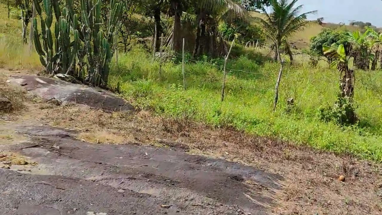 Natureza no sítio .