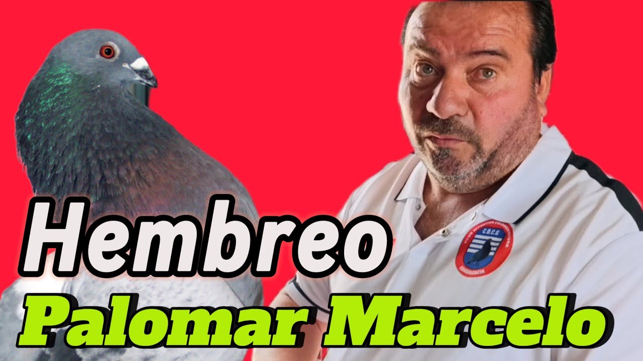 GRAN dia en CASA de Marcelo! 🤝 Vemos sus palomos de TRABAJO para el HEMBREO