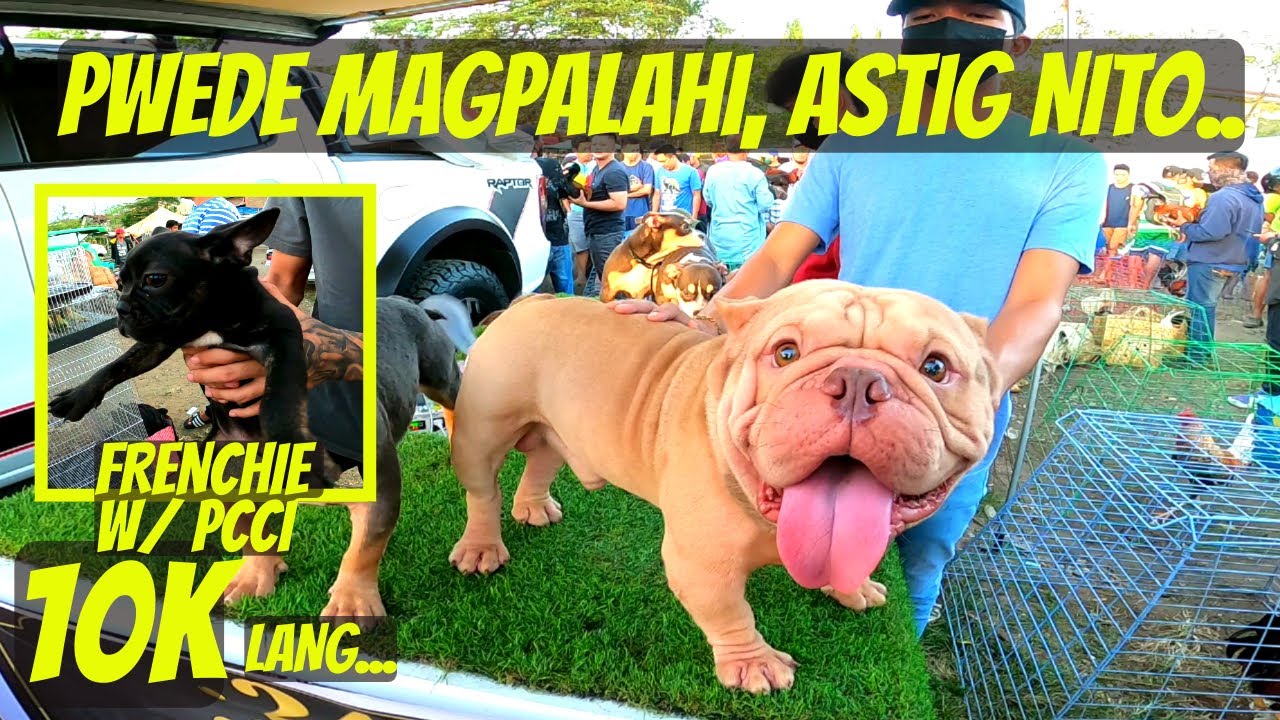 MURANG FRENCHIE UNAHAN LANG DITO.../ IMPORT LINE EXOTIC BULLY FOR STUD..
