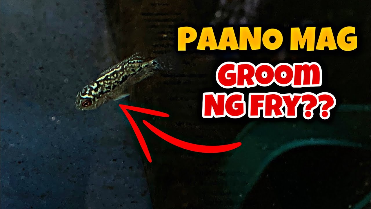 PAANO MAG GROOM NG FRY???