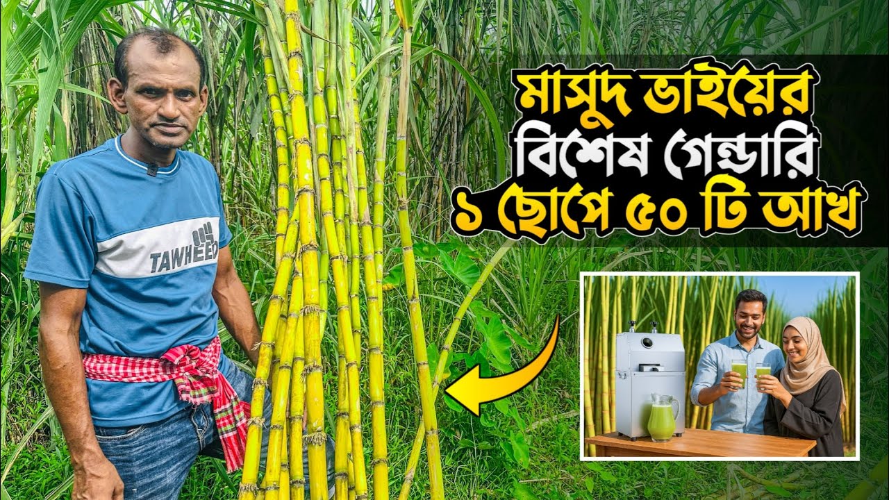 মাসুদ ভাইয়ের বিশেষ গেন্ডারি | ১ ছোপে ৫০ টি আখ | আখ চাষ পদ্ধতি | Gendari Cash | আখের চারা | গেন্ডারি