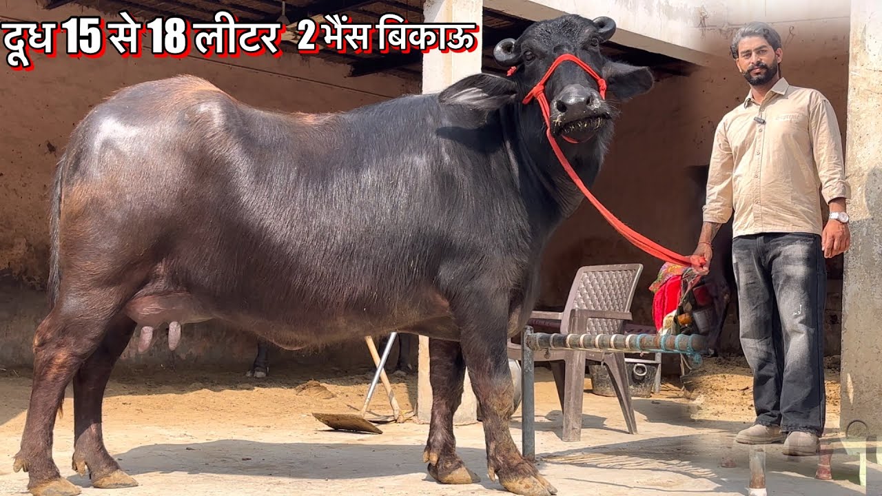 दूध 15 से 18 लीटर ॥ 2 दूसरे ब्यातं की भैंस बिकाऊ ॥ Shree shyam Dairy Farm 