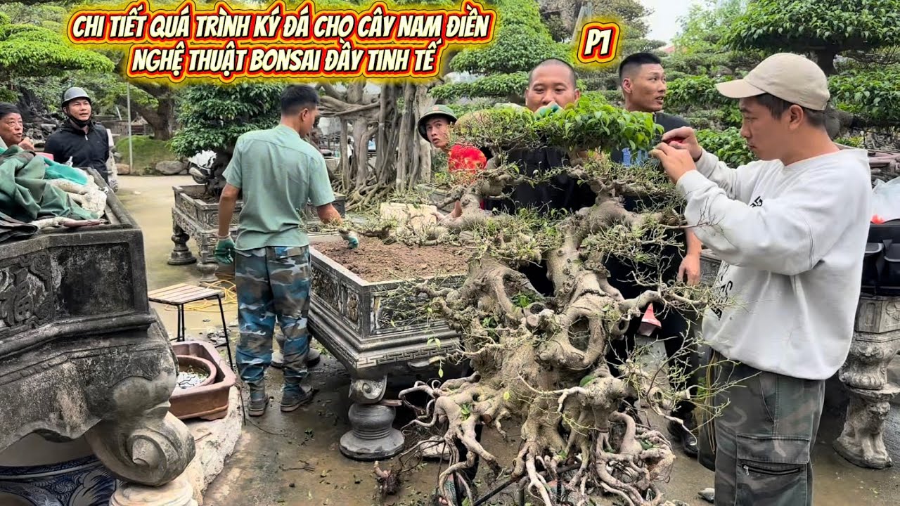 Chi tiết Quá Trình Kỳ Đá Cho Cốt Nam Điền  P1 – Nghệ Thuật Bonsai Đầy Tinh Tế #caycanh #bonsaiart88