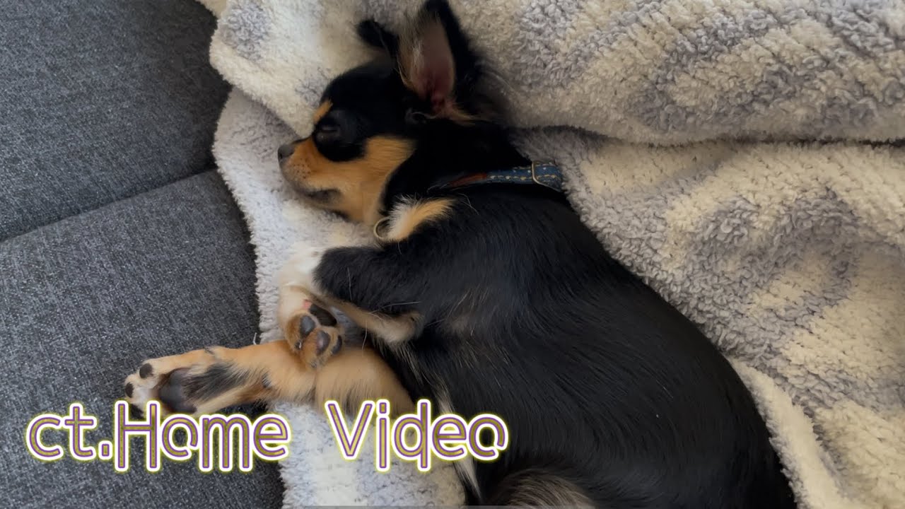５ヶ月チワワと暮らす専業主婦の１日Vlog🐕始業式の日