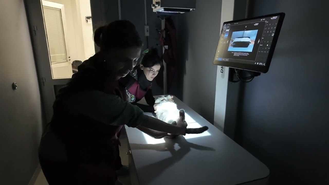 Mindray Vetix S380 Kullanım Videosu - Hasvet Medikal