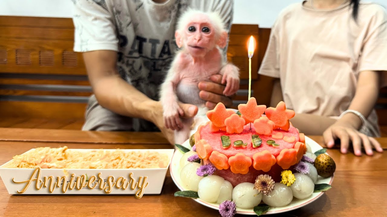 Baby monkey Baba’s 1 month home anniversary! Big sister Xu’s sweet surprise made him so happy !
