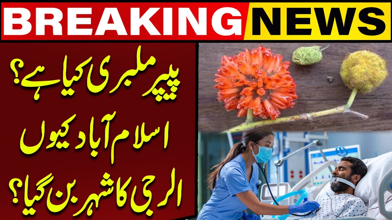What Is Paper Mulberry? | Why Has Islamabad Become the Allergy Capital? | Capital TV