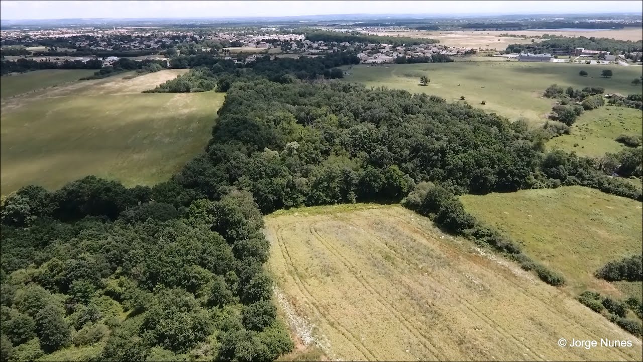 J'ai laissé 3 Caméras de Chasse 11 jours dans une Forêt