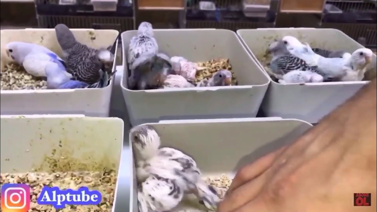 Muhabbetkuşu Eş Tutturma Garantili Taktikler Teknikler - bird match