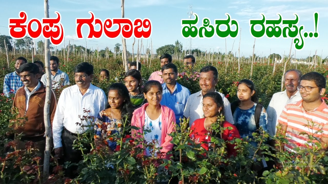 ಗೊಂಚಲು ಗೊಂಚಲು ಗುಲಾಬಿ ನಿರಂತರವಾಗಿ ಬೇಕೆ? ಈ ಕೆಲಸ ಮಾಡಿ ಸಾಕು