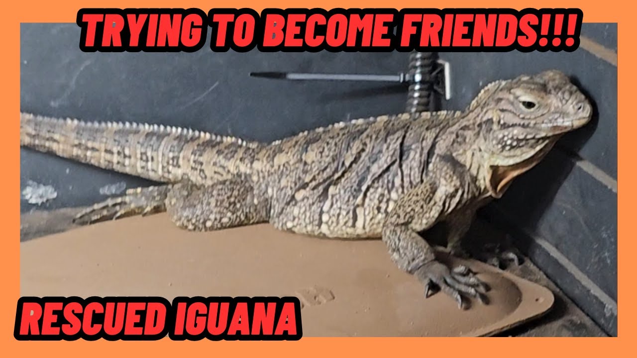 Abused! Cuban Rock Iguana RESCUE Day 2 Trying To Build Friendship!