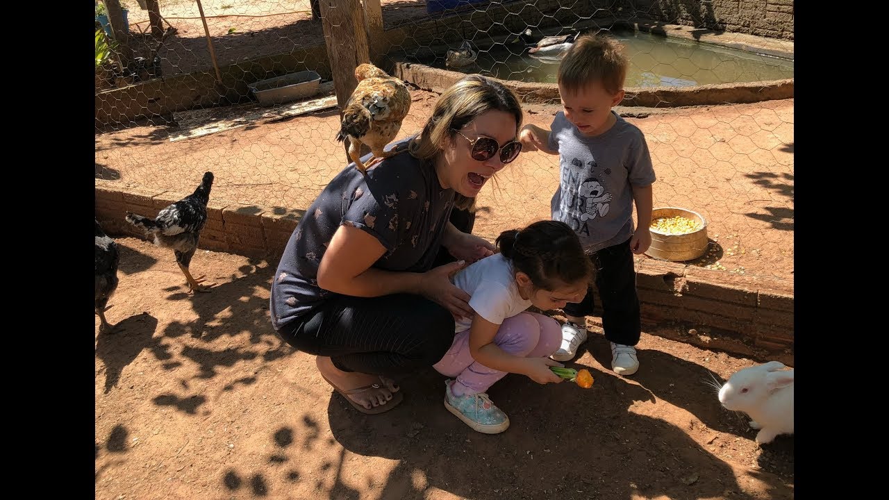 PÂNICO NO GALINHEIRO - FLAVIA CALINA