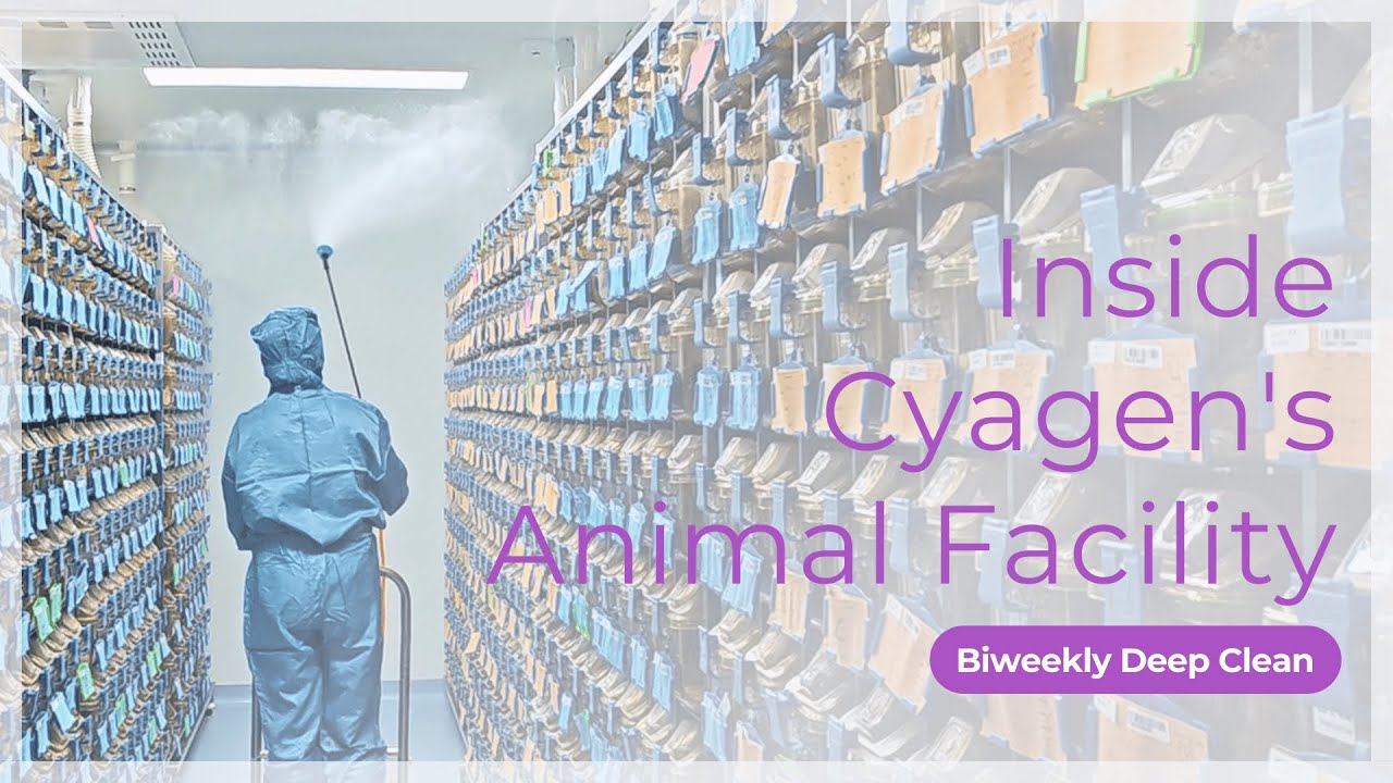 Внутри приюта для животных Cyagen: глубокая уборка раз в две недели | Кьяген