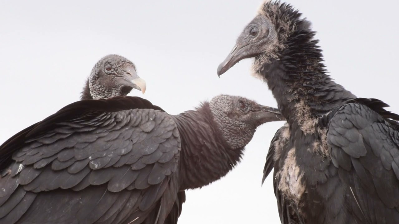 Nido de Jote cabeza negra J  María Córdoba Argentina 2021