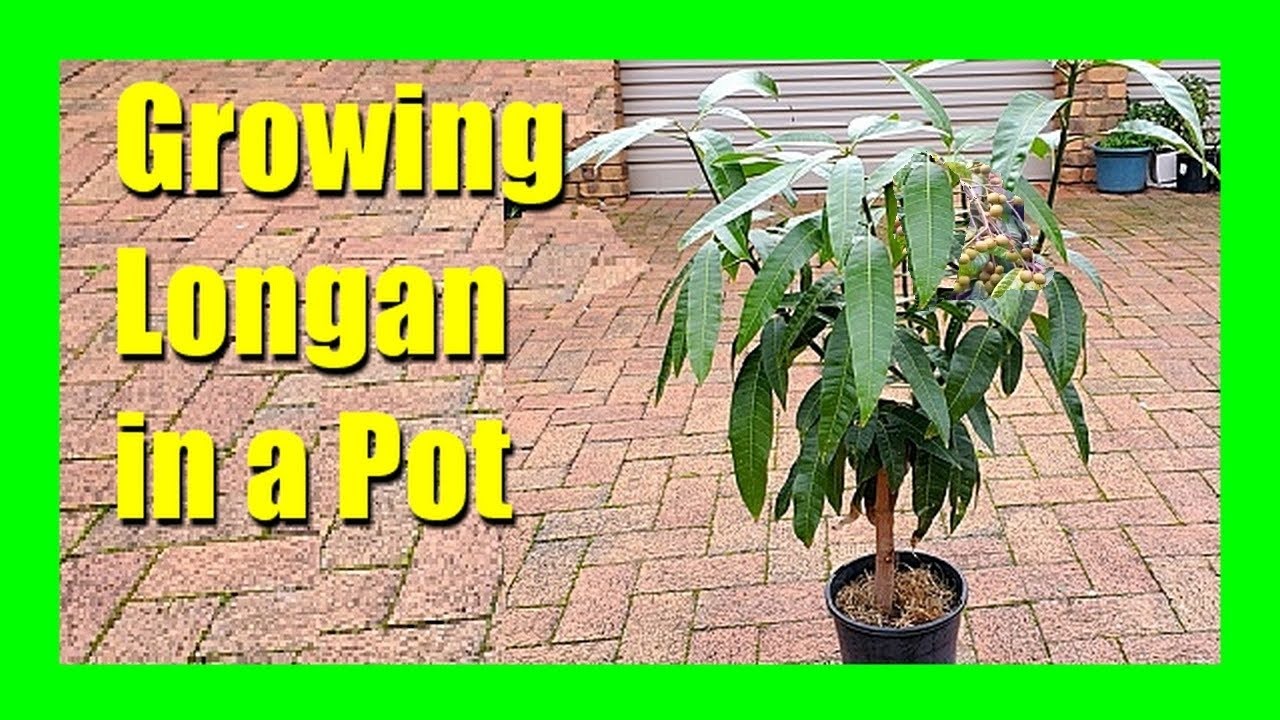 How to Grow Longan Tree in a Pot | Longan from Seed to Harvest