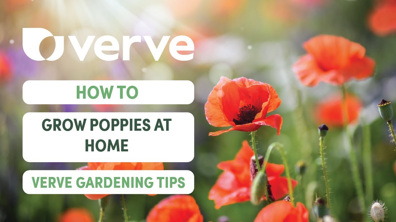 How to Grow Poppies | Verve Gardening Tips