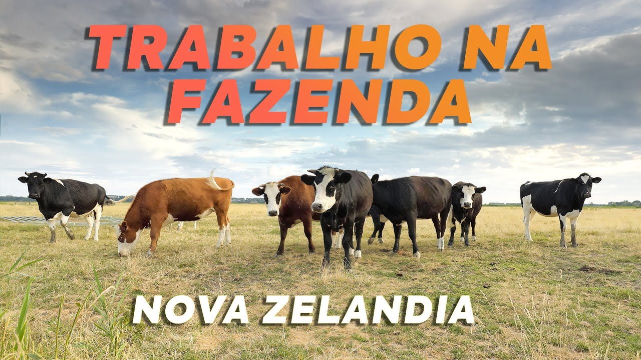 Saiba quanto GANHAR com ordenhas na Nova Zelândia, assista o video DESCUBRA