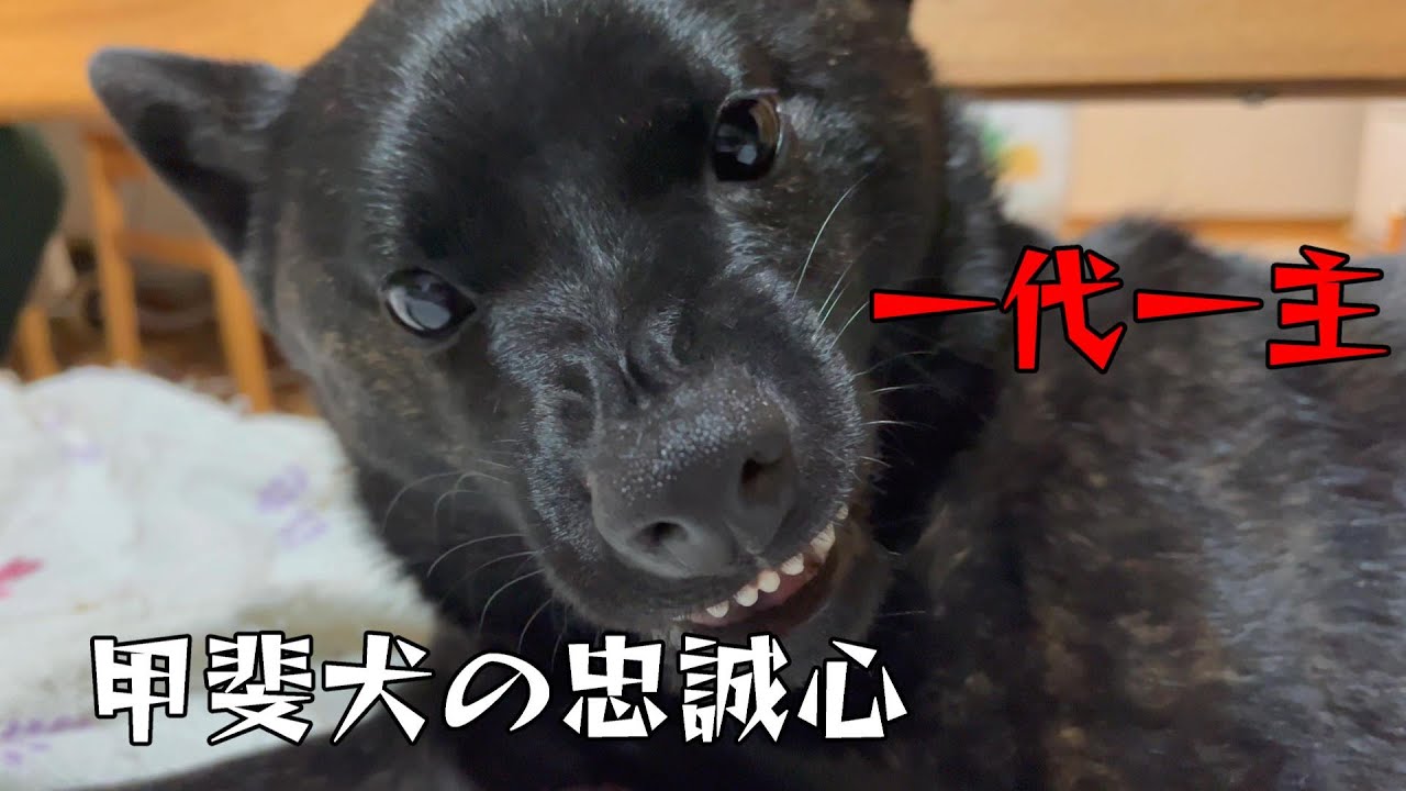 【一代一主】試される忠誠心【甲斐犬】