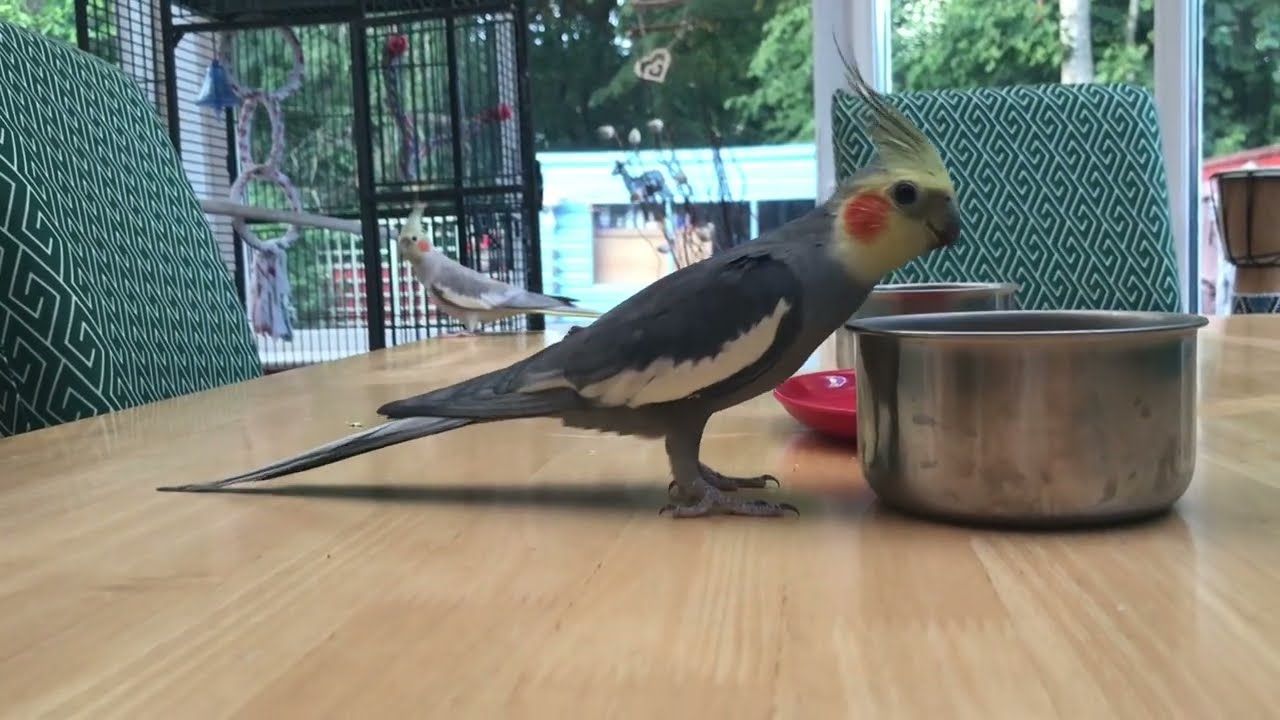 Cockatiels eating and talking