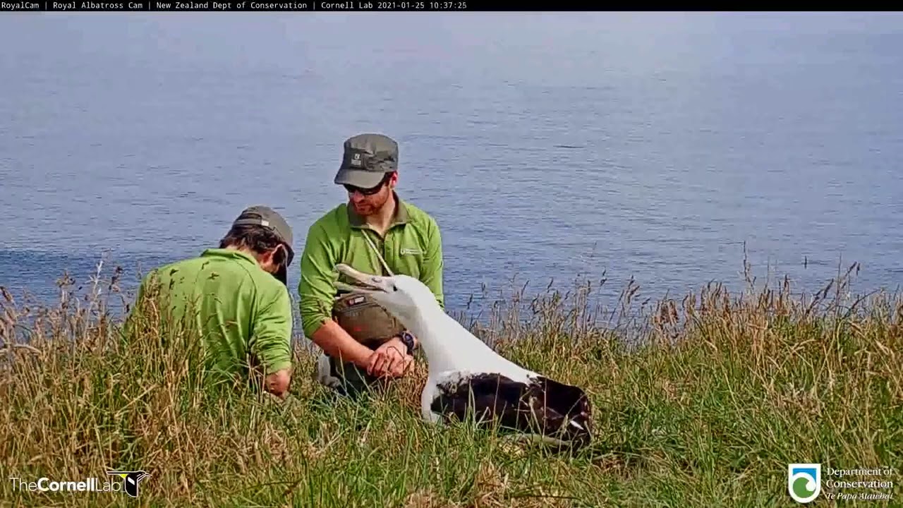 First Health Check For Royal Albatross Hatchling | DOC | Cornell Lab – Jan. 25, 2021