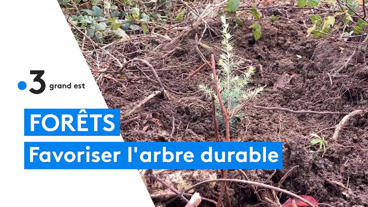 Reboiser les forêts de facon durable : exemple à Ligny en Barrois
