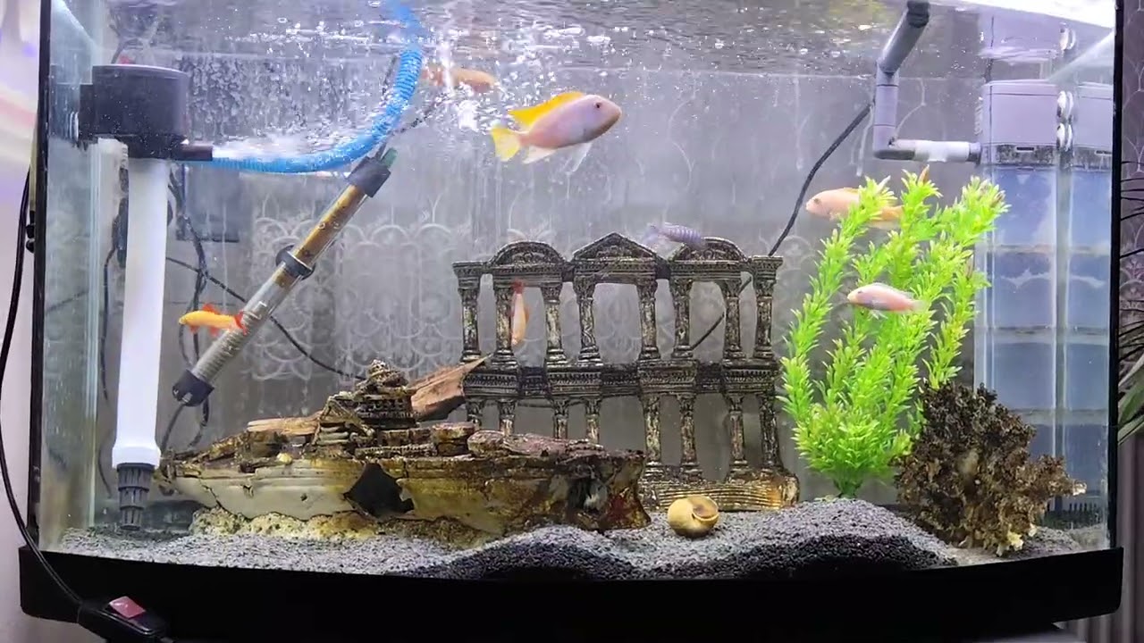 Cichlid tank#fish #aquarium #ytdayibenionecikarnolur #fishtank #fishing #trendingshorts 