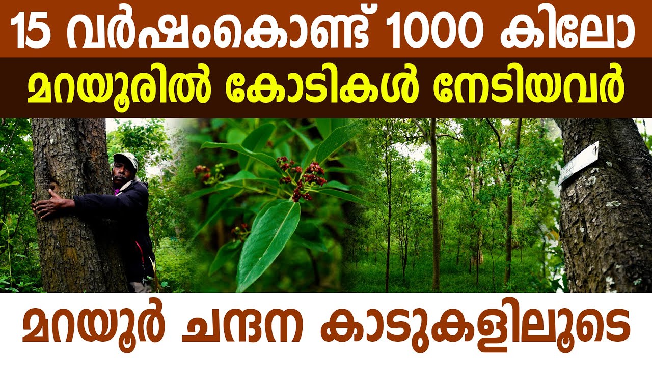 ചന്ദനം വെട്ടിവിറ്റ് തലേവര മാറ്റിയവർ മറയൂരിലുണ്ട് I Marayoor Sandalwood Forest I Marayoor I Sandal I