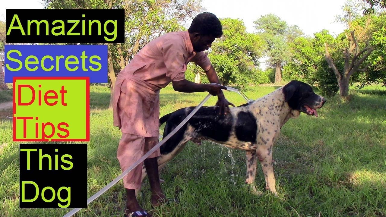 Top Class Bully Kutta Bloodline of Bully Dog | This Dog food Teps Dog Secrets by Nafa TV hd