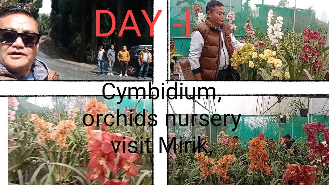 ORCHID//CYMBIDIUM NURSERY TOUR WITH FRIENDS @ MIRIK, DARJEELING.