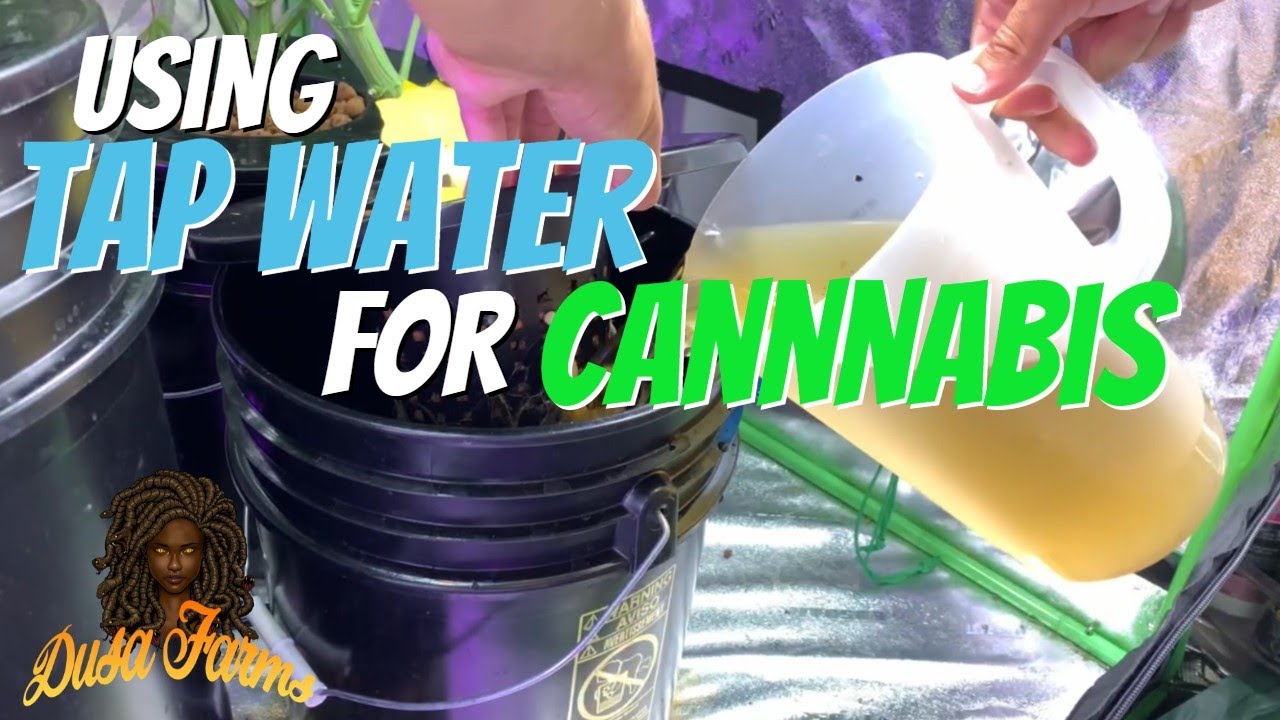 Using Tap Water For Cannabis Plants