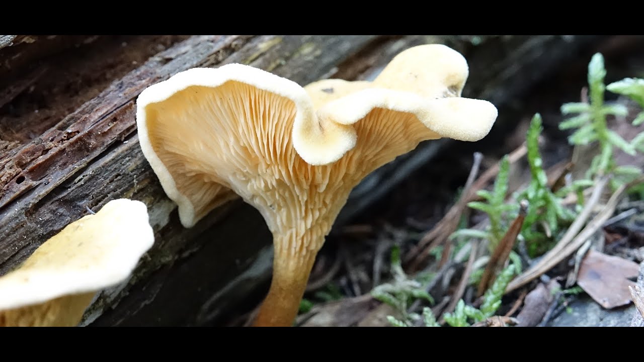 Hygrophoropsis aurantiaca -  Falso rebozuelo