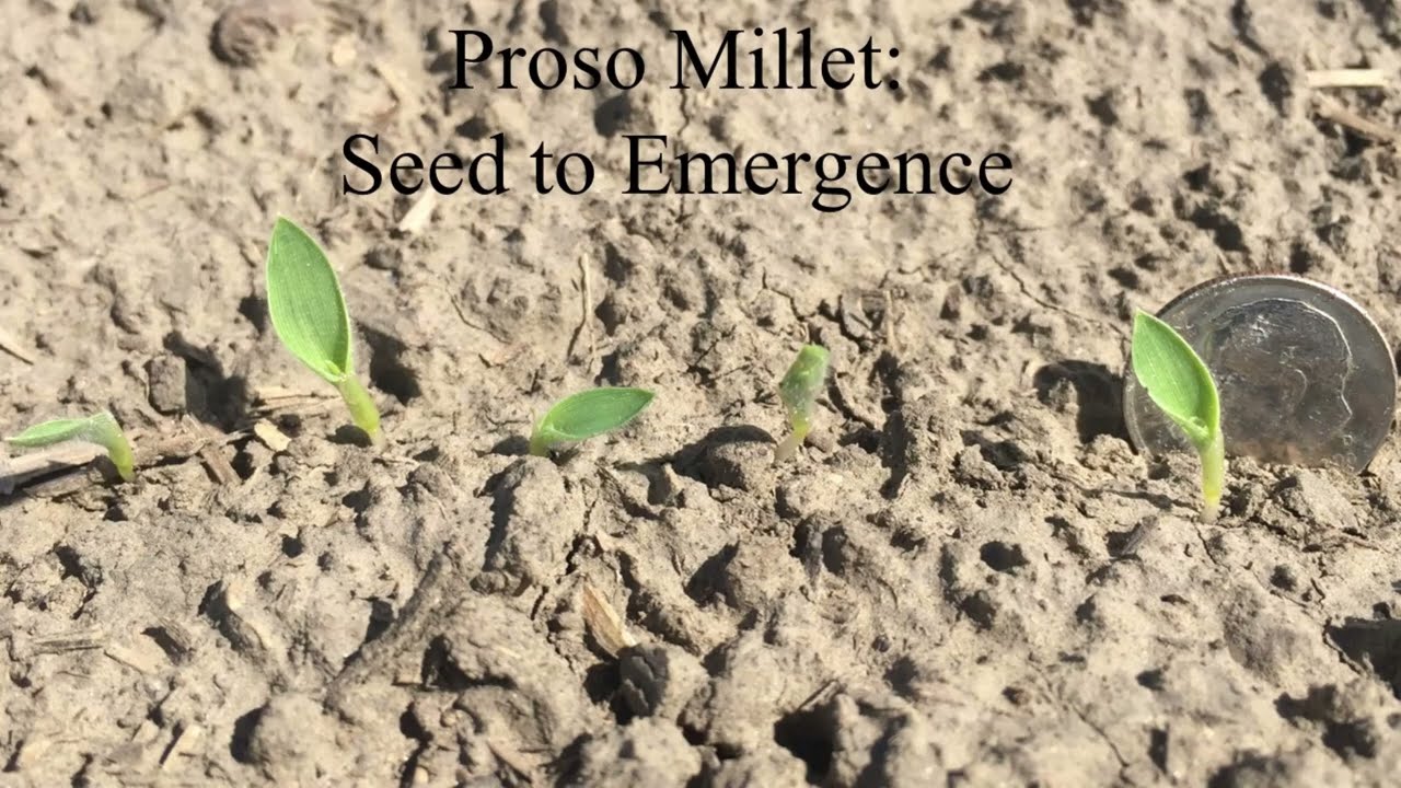 How to Produce Proso Millet: Seed to Germination