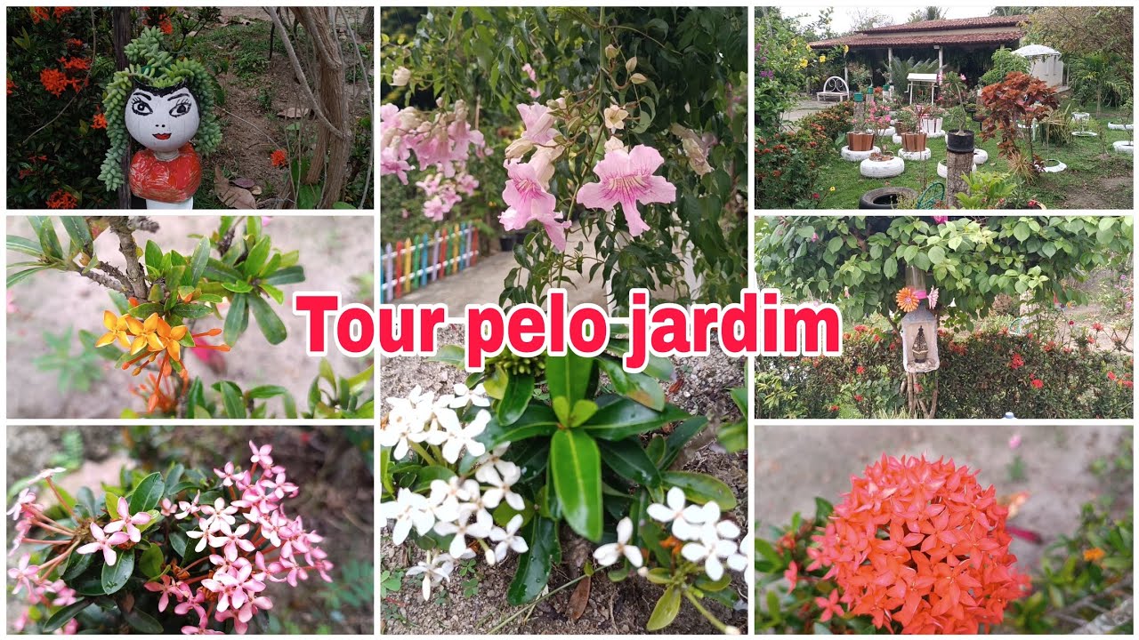 Tour atualizado no jardim/ vem ver como ter rosas o ano inteiro no jardim/ floração do pau Brasil 
