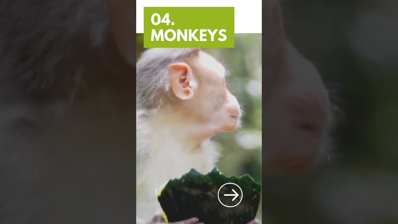 Top 10 Types of Animals That Hate People #shorts #top10