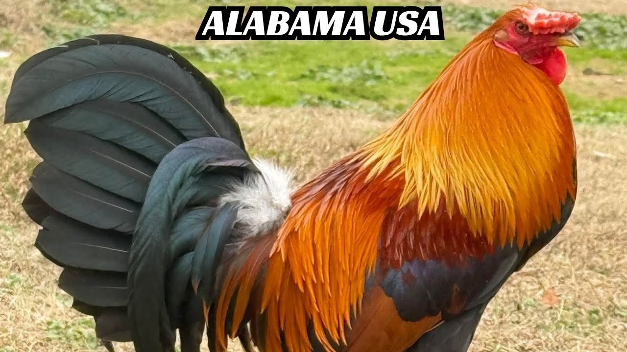 ALABAMA Slick Lizard Farm - Feeding Time Shape  Chicken Coop Outdoor Big Farm USA 🇺🇸