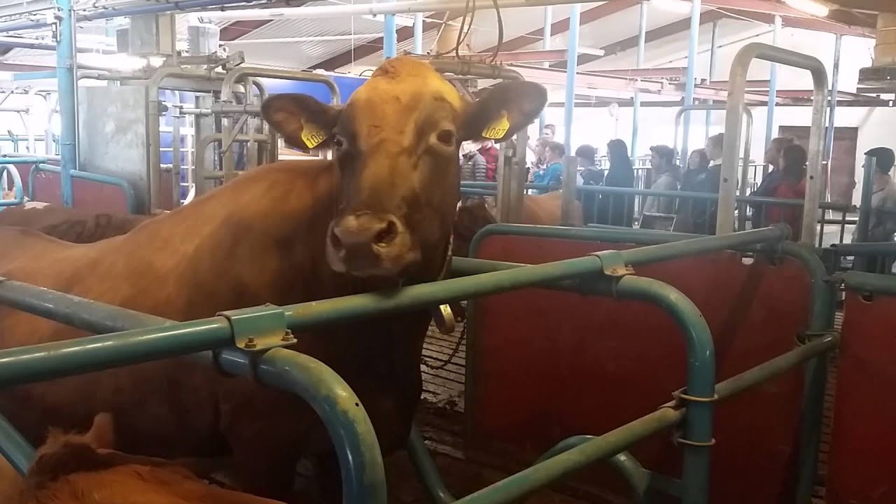 cows are cool | ICELAND