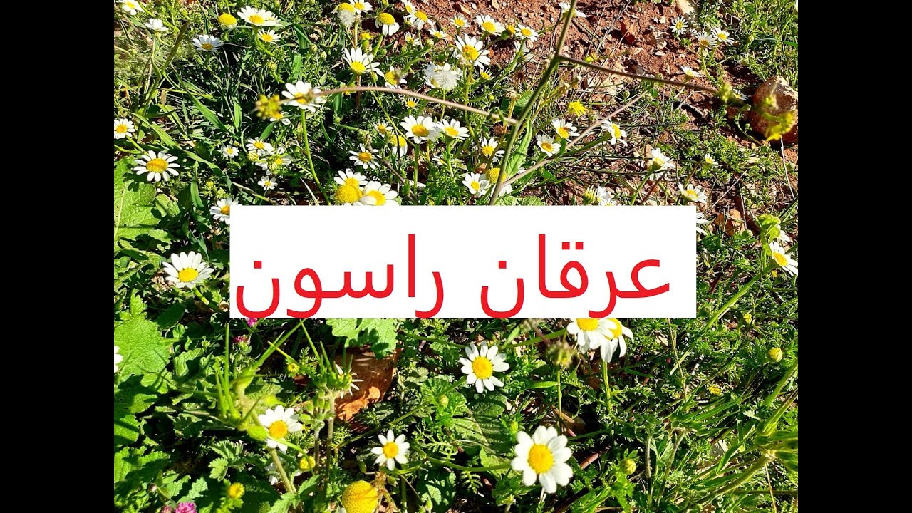 الحلقة 6 عرقان راسون قرية راسون سياحة مغامرة ممتعة مناظر خلابة موسيقى هادئة غابات راحة استجمام 2022