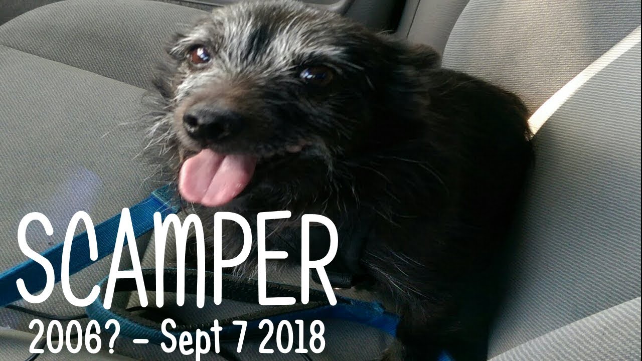 A Very Special Tribute To My Scamper Dog