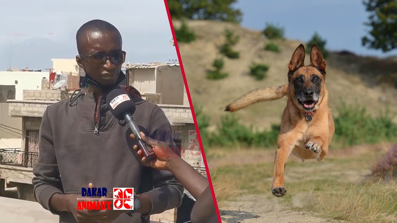 La race de chien Malinois: caractère, éducation, dressage, comportement, santé de ce chien de race