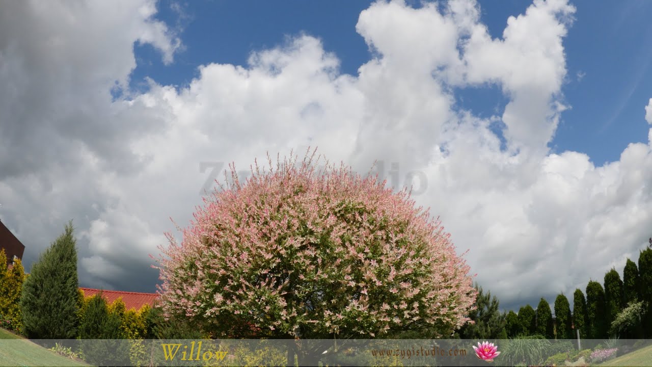 Timelapse of Blooming Willow Tree in a Backyard.