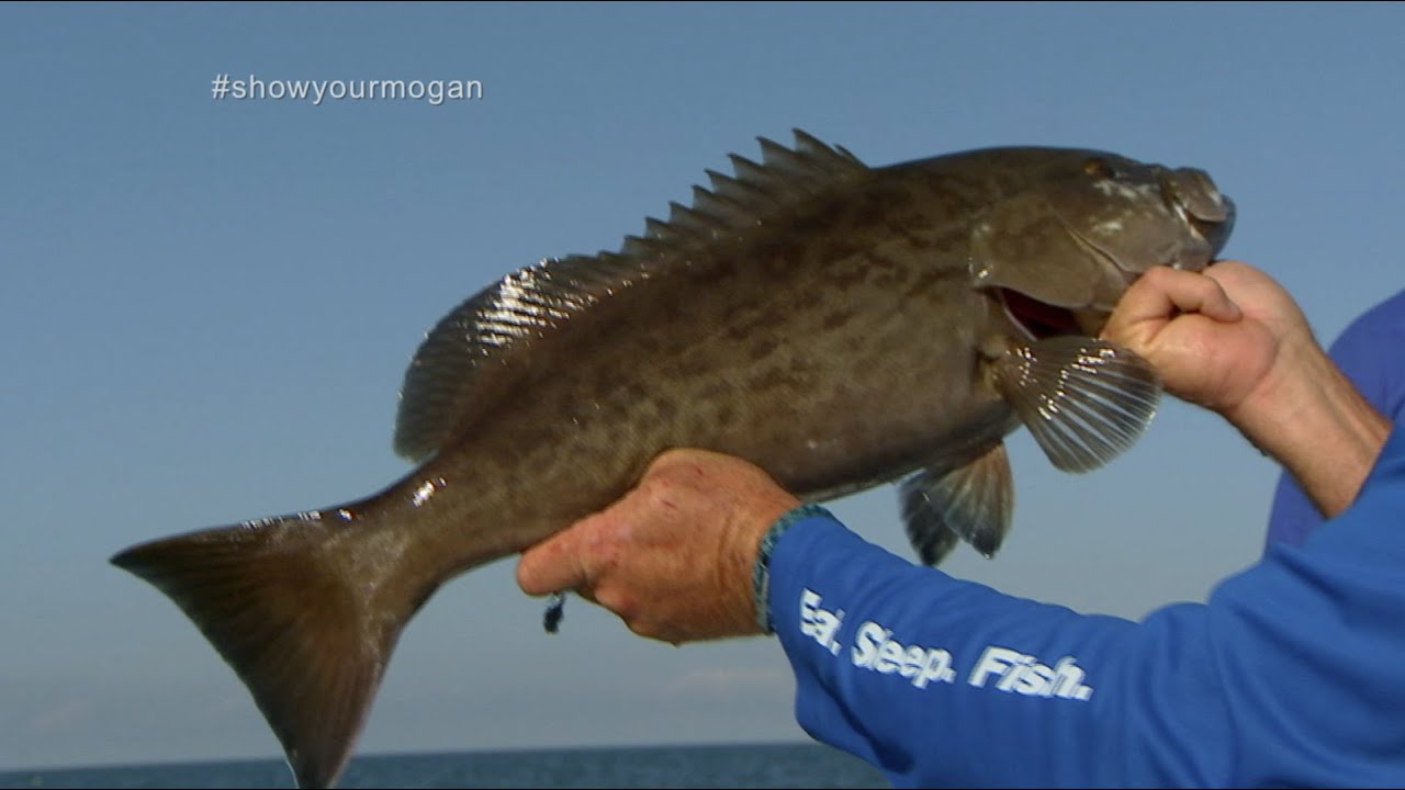 Shallow Water Grouper Fishing out of Homosassa Florida