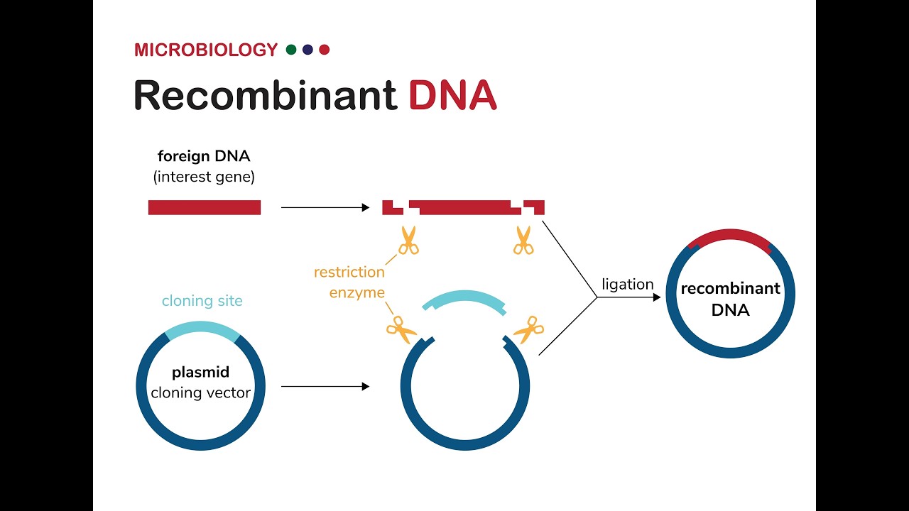 biotechnology principles  PYQ assertion reason clear chapter in 20 minutes only Sticky ends ?