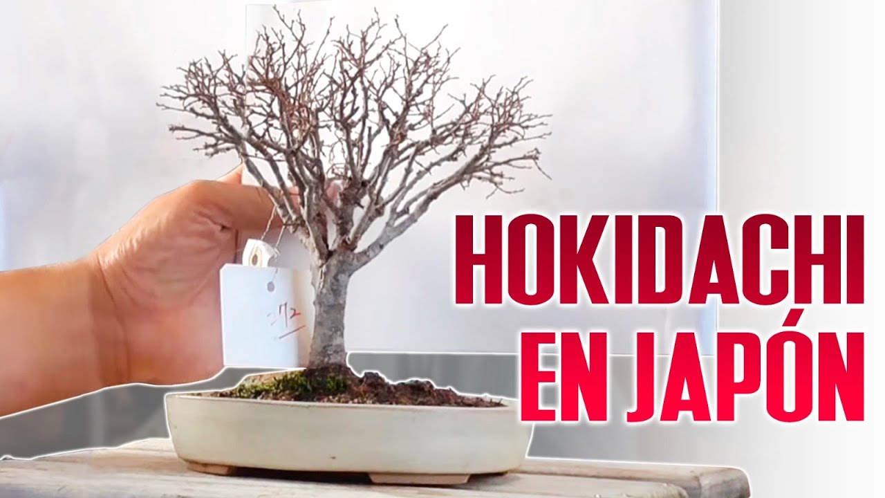 Bonsai estilo escoba en Japón - HOKIDACHI