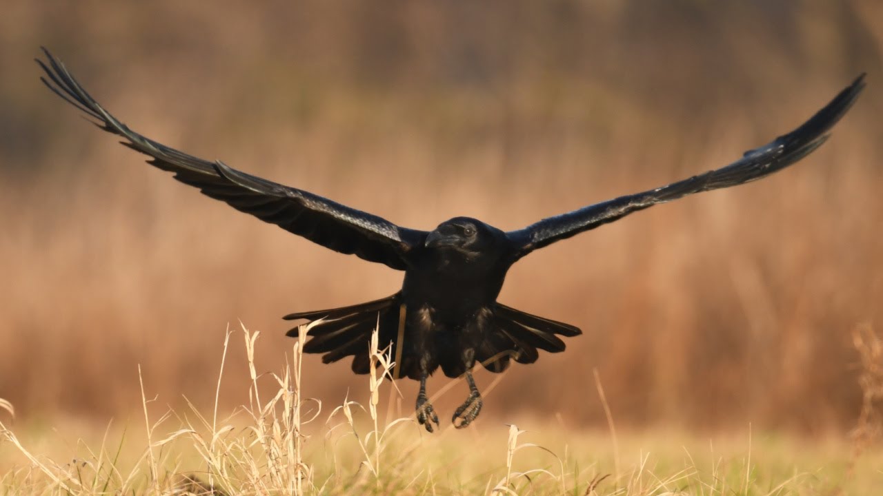 Elijah and the Ravens