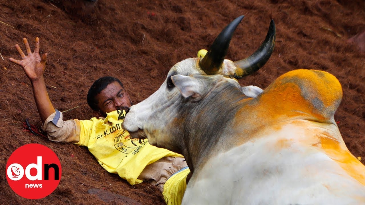 Traditional bull taming sport makes a comeback in India