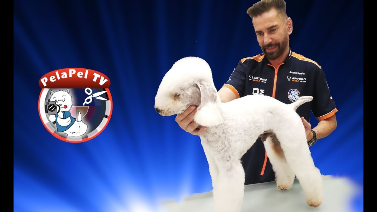 PELUQUERÍA CANINA DE CANICHE A BEDLINTONG CON JAUME FAURIA