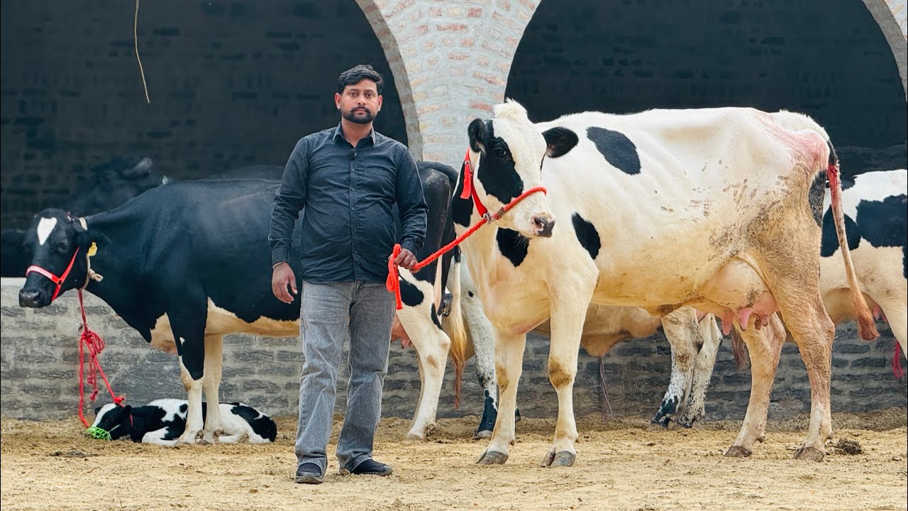 Top Quality 7 HF Cow Available at Best Price || Mannat Dairy Farm
