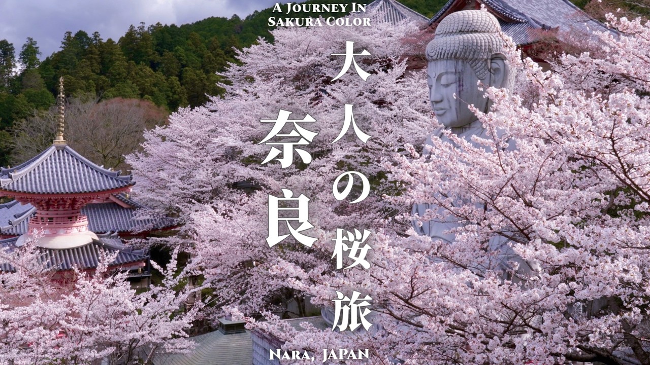 奈良の桜絶景｜壺阪寺・又兵衛桜・藤原宮跡 春の奈良旅【4K】